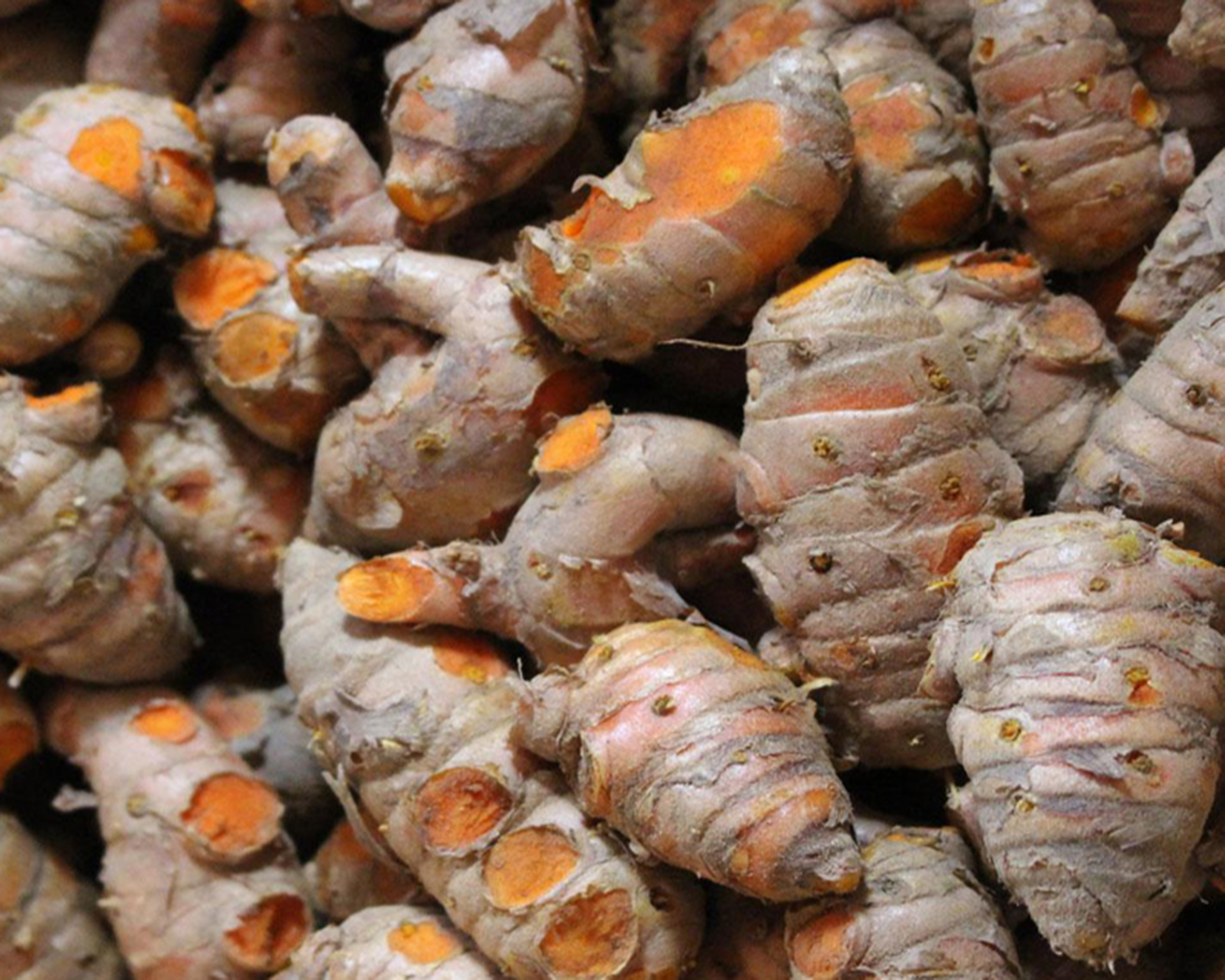 Curcuma